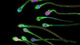 New research discovers sluggish sperm can be boosted by ultrasound waves