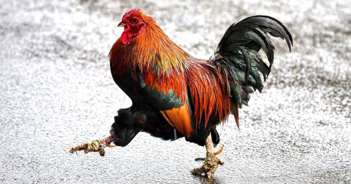 Beautiful UK village at war with 100 feral chickens tearing up their gardens
