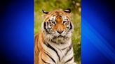 Anala the tiger, longtime Franklin Park Zoo resident passes away
