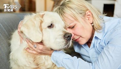 愛犬性情大變「黏人又愛哭」！飼主：只對我這樣 網勸她快就醫