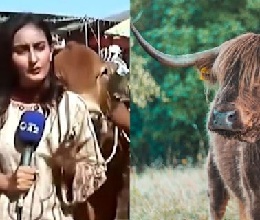 Watch: Pakistani journalist attacked by rampaging bull during live broadcast