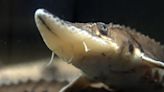 Feds decline to list lake sturgeon under Endangered Species Act