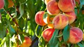 How to grow peaches from your own tree this summer