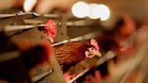 維州西澳均出現禽流感病毒 40萬隻雞將被撲殺