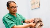 Minsa aprueba directiva que regula la intervención quirúrgica en perros y gatos