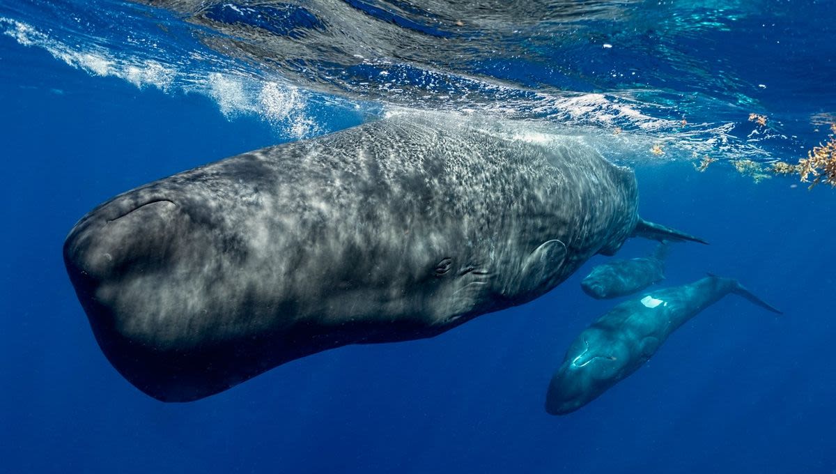 Sperm Whale “Phonetic Alphabet” Surprisingly Similar In Structure To Human Language