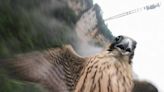 Speeding falcon strikes drone in dramatic Zhangjiajie aerial clash