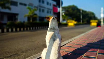 Bengaluru landlords and associations cannot ban residents from having pets — here’s what the BBMP guidelines say | Business Insider India