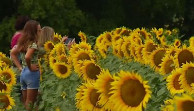 Sunshine and Smiles at kickoff to the 9th Annual Sunflower Festival