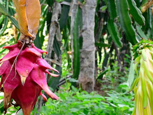 The exotic dragon fruit now grows in Dindigul