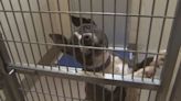 Georgia among the top in the nation for euthanizing shelter animals, report shows