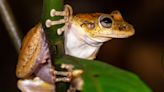 Sorry, What? Frogs Actually Make This Horrific Noise We Can't Hear