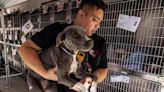 'We're inundated': Animal shelters across the U.S. are overflowing