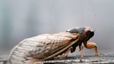 Will Ohio get cicadas this year? What to know about the insects and incoming broods