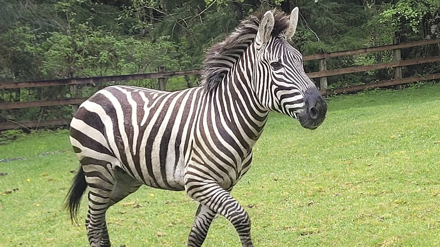 Zebra remains on the loose in Washington state as officials close trailheads to keep people away