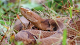 Where do copperheads in SC go when temps drop? It may be closer than you think