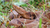 Stay safe in your SC backyard from venomous copperheads this summer with these expert tips