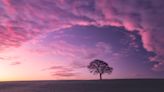 This landscape photographer's lone tree images are solid as an oak
