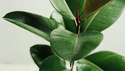 Beat the heat: 5 houseplants that will actually keep your home cool