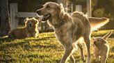 More than 130 Golden Retrievers to meet for mass playdate in Cornwall