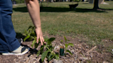 Tree thieves uprooting newly planted trees in Southside Park