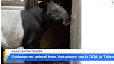 Endangered Tapir on Loan From Japan Dies on Way to Taipei - TaiwanPlus News