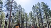 How thinning dense Arizona forests could prevent another megafire and protect water sources