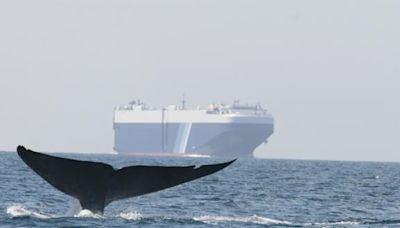 保護鯨魚減速航行 加州辦「最慢」比賽陽明海運獲最高等獎