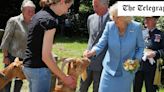 King to bestow royal title on rare Guernsey goats