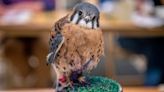 Rescued American kestrel bird turns to painting after losing ability to fly