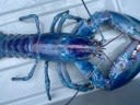 One in 100 million cotton candy lobster caught in New Hampshire
