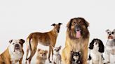 The 7 Dog Breed Groups, Explained (So You Can Know Your Pup’s Secret Powers)