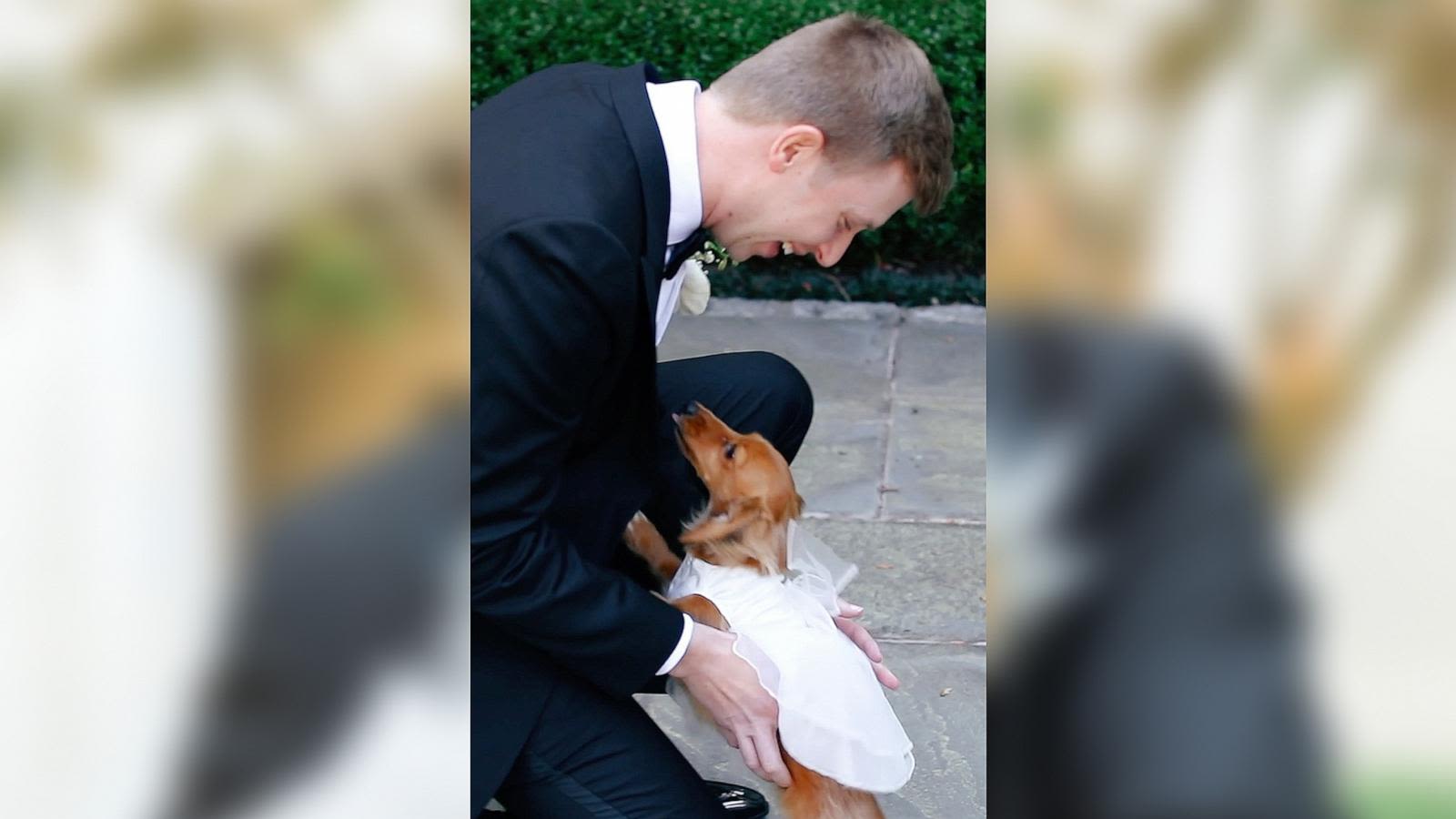 Groom and dog go viral for adorable 1st look at wedding