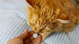 The 5 best cat dewormers of 2024