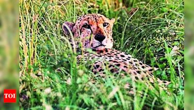 Rajasthan plans for Cheetah relocation from Madhya Pradesh | Jaipur News - Times of India