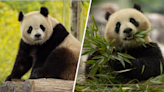 Pandas regresarán al Zoológico Nacional de DC desde China