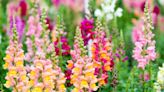 You Can Grow Pink Snapdragons—and Every Other Color, Too!