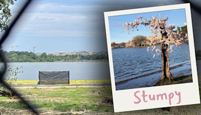 Famed cherry tree ‘Stumpy’ removed from Tidal Basin