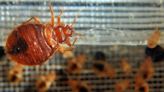 More bed bugs found at Las Vegas Strip hotels over the summer: records