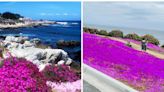 Los campos de flores rosadas frente al mar deslumbran en Monterrey, California