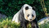 China to replace Australia's popular giant pandas