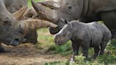 Rhino horns have shrunk over the past century – study