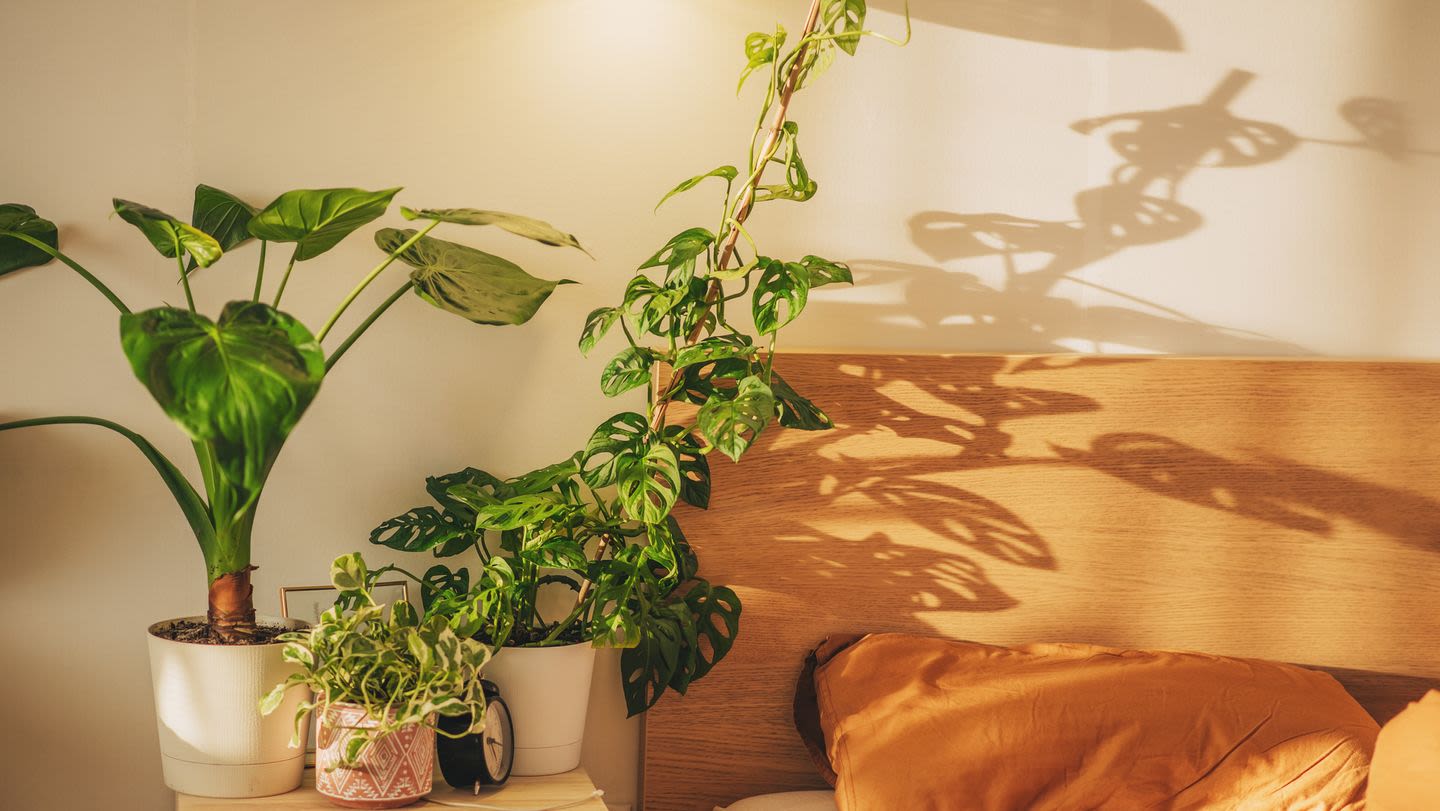 These 15 Bedroom Plants Deliver Some Stylish Shut-Eye