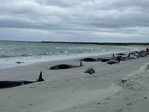 Experts bid to save surviving whales after mass stranding on Scottish island