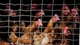 Three Colorado Poultry Workers Test Presumptively Positive For Bird Flu