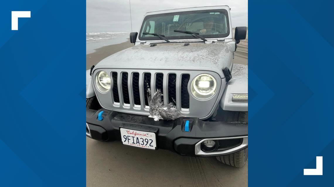 Man intentionally runs over seagulls near Long Beach, Washington