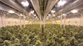 Argentina Targets Europe With Major Cannabis Export Deals