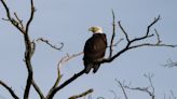 Opinion | You probably think this is our national bird. Think again.