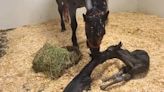 ‘An incredibly rare situation:’ Horse gives birth to twins at UGA veterinary hospital