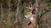 Think you know where that buck is bedding? MSU Deer Lab study shows big bucks sleep around